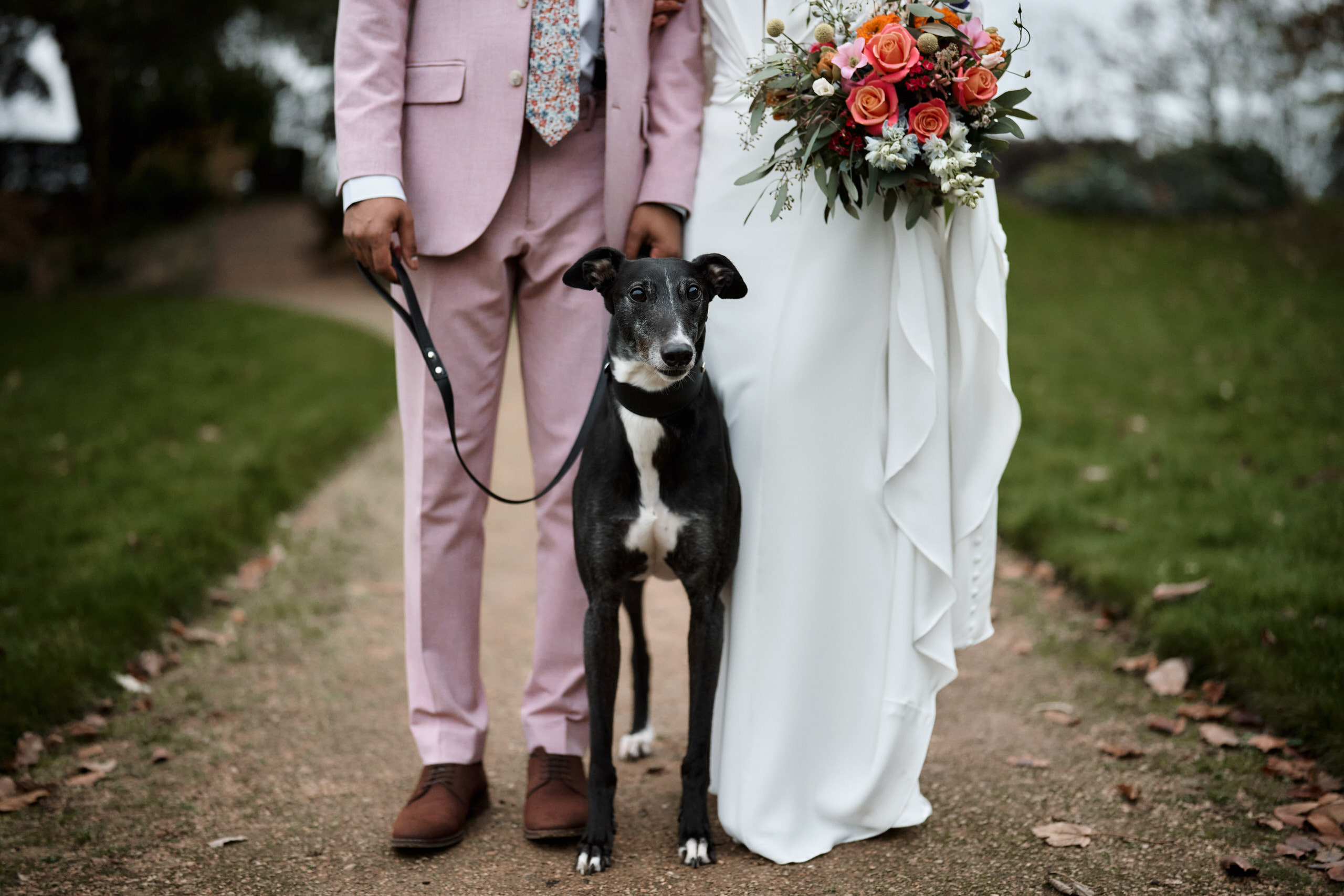 A couple getting married is standing next to a greyhound dog.
