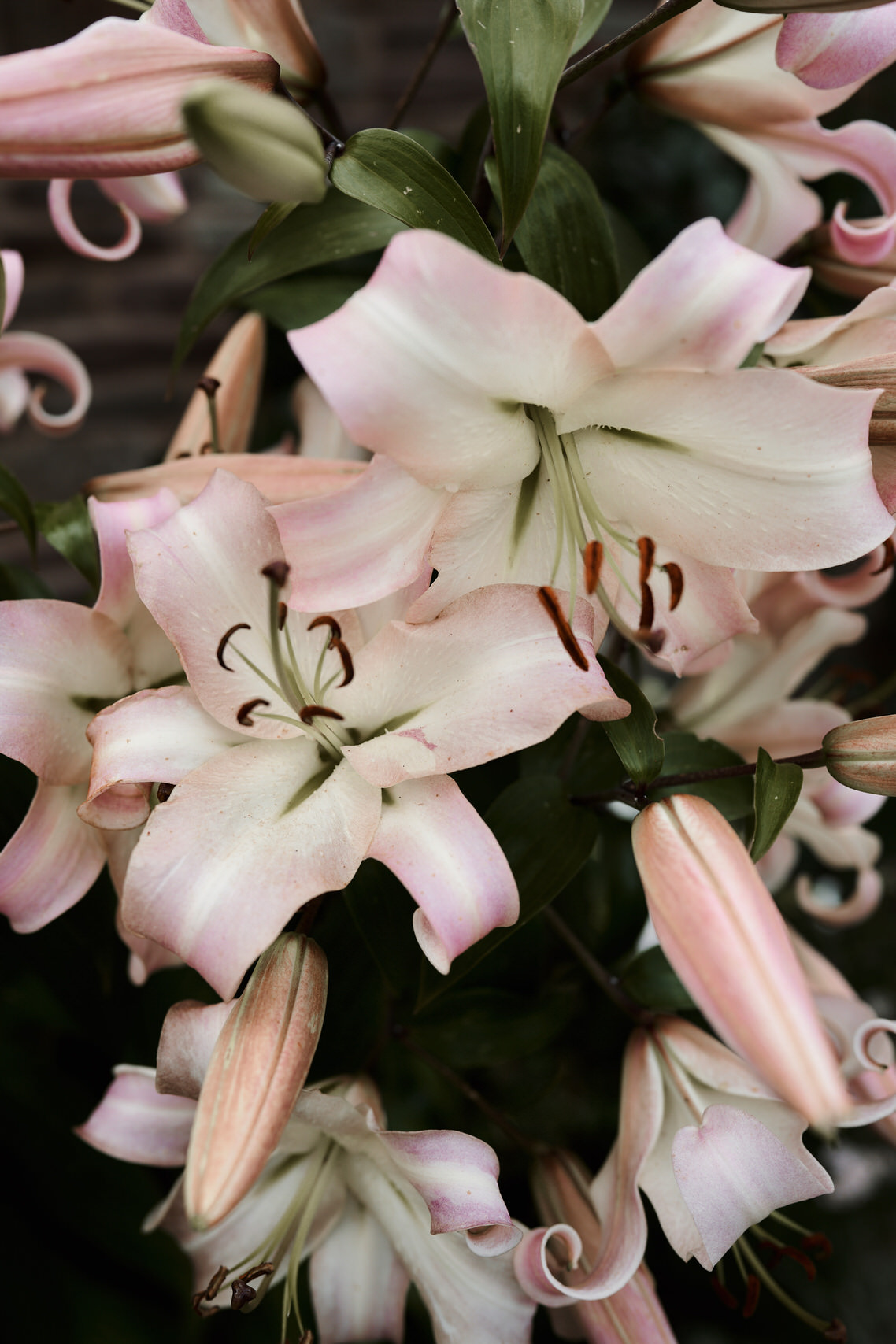 A close look at some pink lilies.