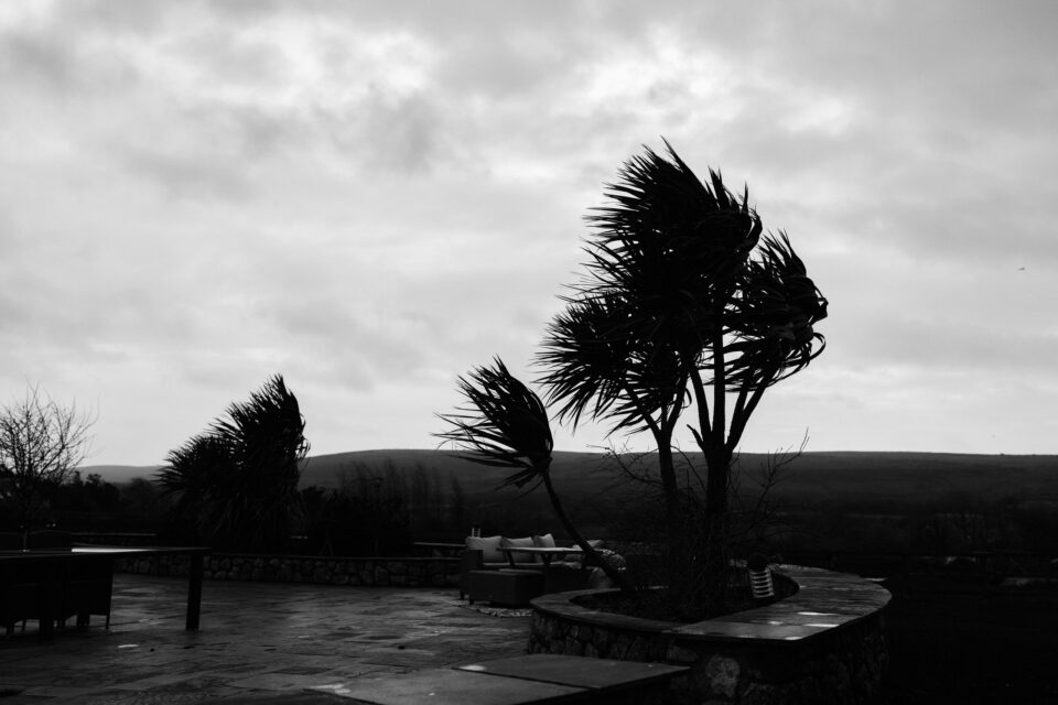 A black and white picture showing palm trees swaying in the wind.